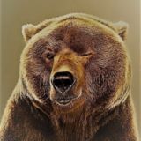 🐻Бычий путь Медведя🐻