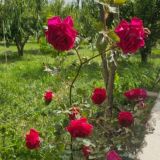 باغی گوڵان❤️🌹