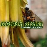ECOLOGÍA GESARA