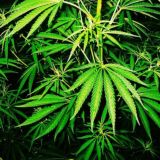 🍃Drugs_Chat🍃
