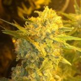 מהיצרן לצרכן בוטיק של הצפון