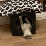 Мемы с животными