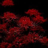 джек тодд строчит