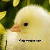 Инкубационное яйцо, цыплята, птицеводство 🐣