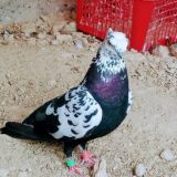 NAMANGAN RMK KABUTARLAR BOZORI GURUPASI