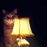 КотоСторис