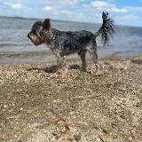 Пᴧᴀнᴇᴛᴀ йᴏᴩиᴋᴀ ʍиᴦᴇᴧи🐽