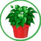 Комнатные растения и цветы: Замиокулькас Спатифиллум Пеперомия Суккуленты Фикус Традесканция Сансевиерия Хлорофитум Сингониум