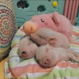 Sludge_knight chat v2.0