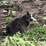 Кошечка с черным ртом
