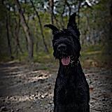 𝐋𝐈𝐍𝐈𝐑𝐀𝐕