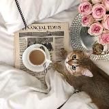 Мой дом — мой плед