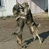 🇺🇿Xuliganlar🇺🇿💣💣💣