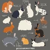 Европейский кролик 🇺🇿