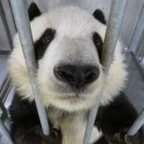 ламповый чят черепаха блога черечат