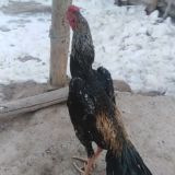 Янгиарик Хоразлари