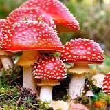 Мухоморы 🔥🔥🔥