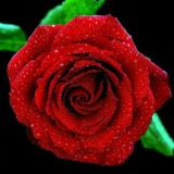 DÕSTLAR BILAN SUHBAT