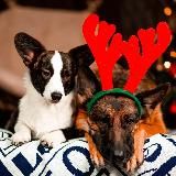 Безумная стая и Я