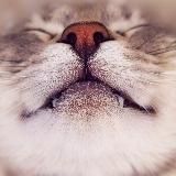 Котопесная 🐈 🦮 🐕 🐈‍⬛