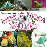 Қушлар ҳақида малумот